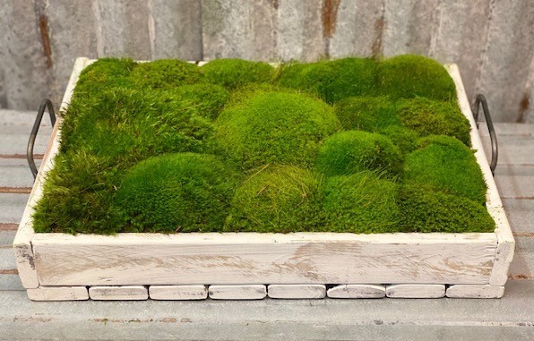 Moss Tray Large